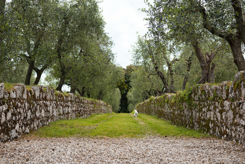 rustic wedding in Tuscany